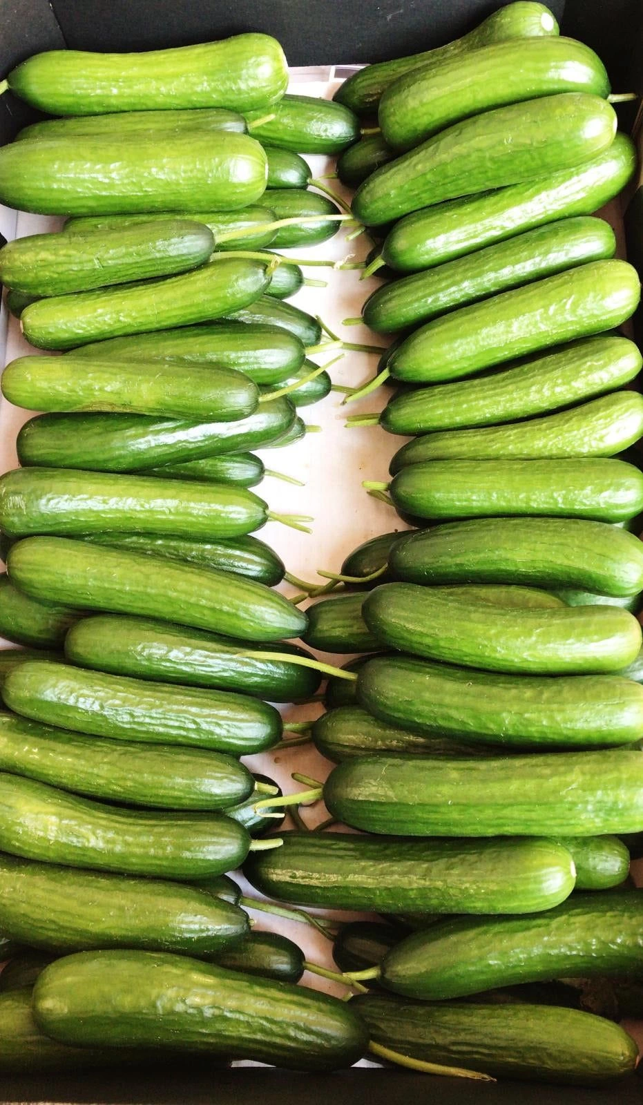 baby-cucumber_image