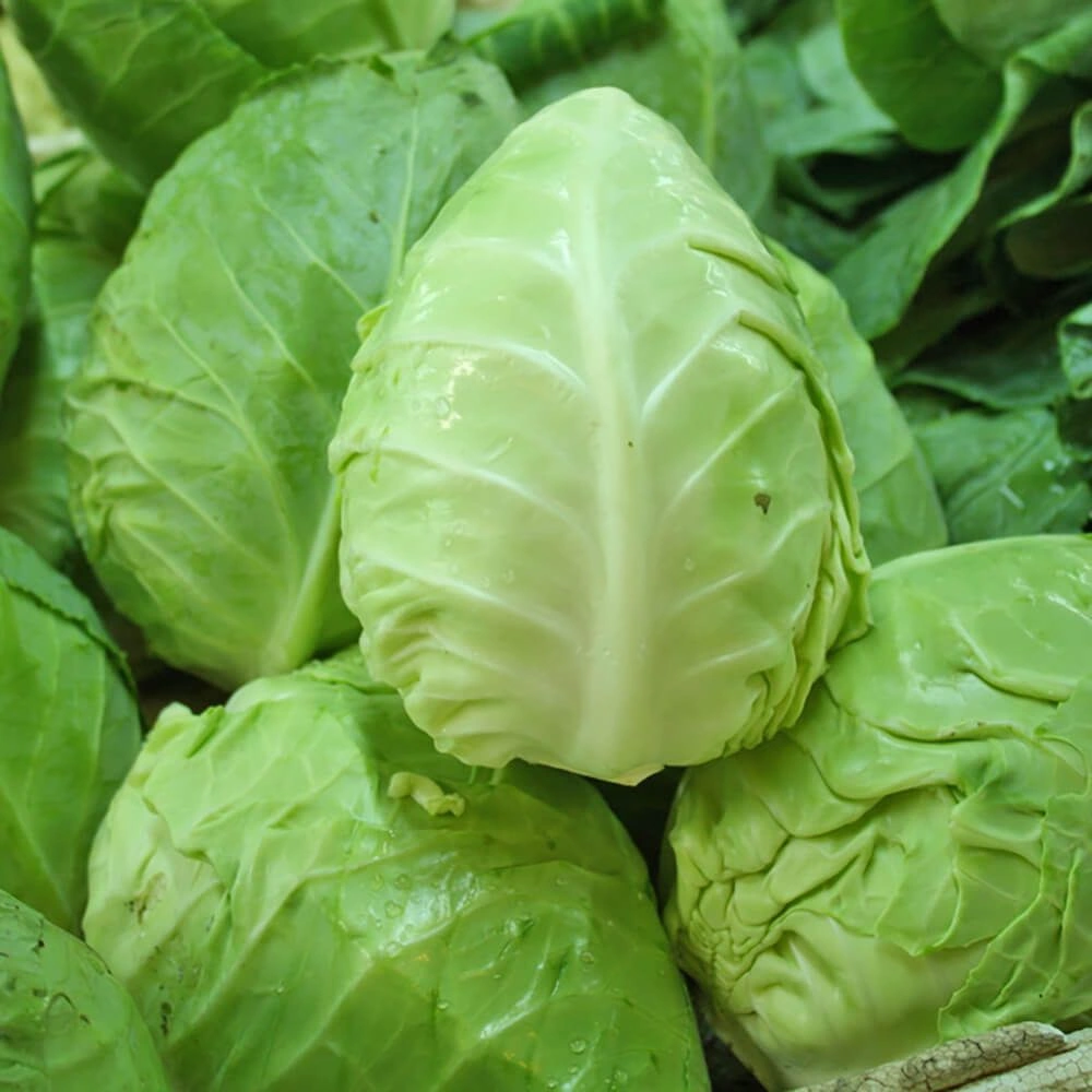 hispi-cabbage_image