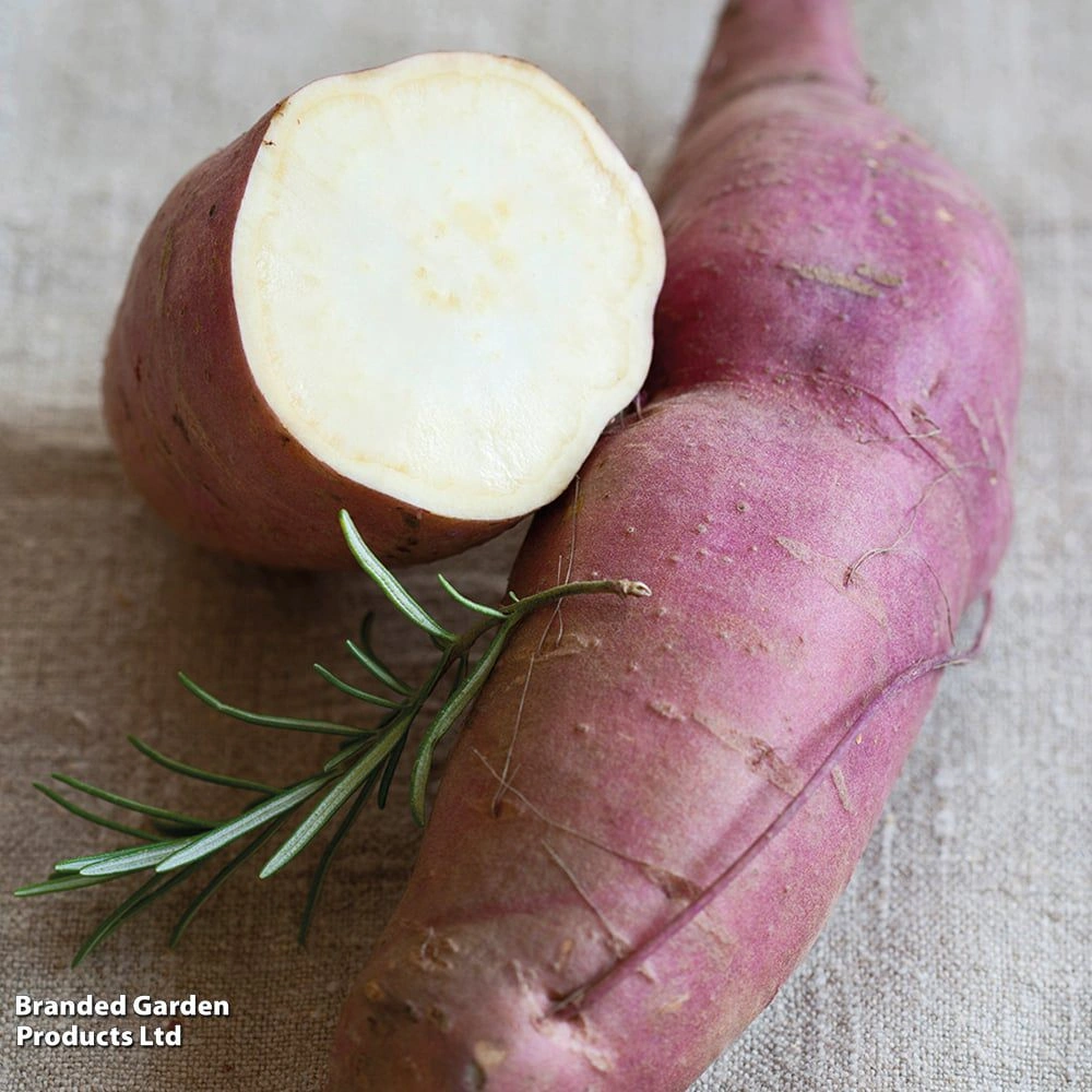 white-sweet-potato_image