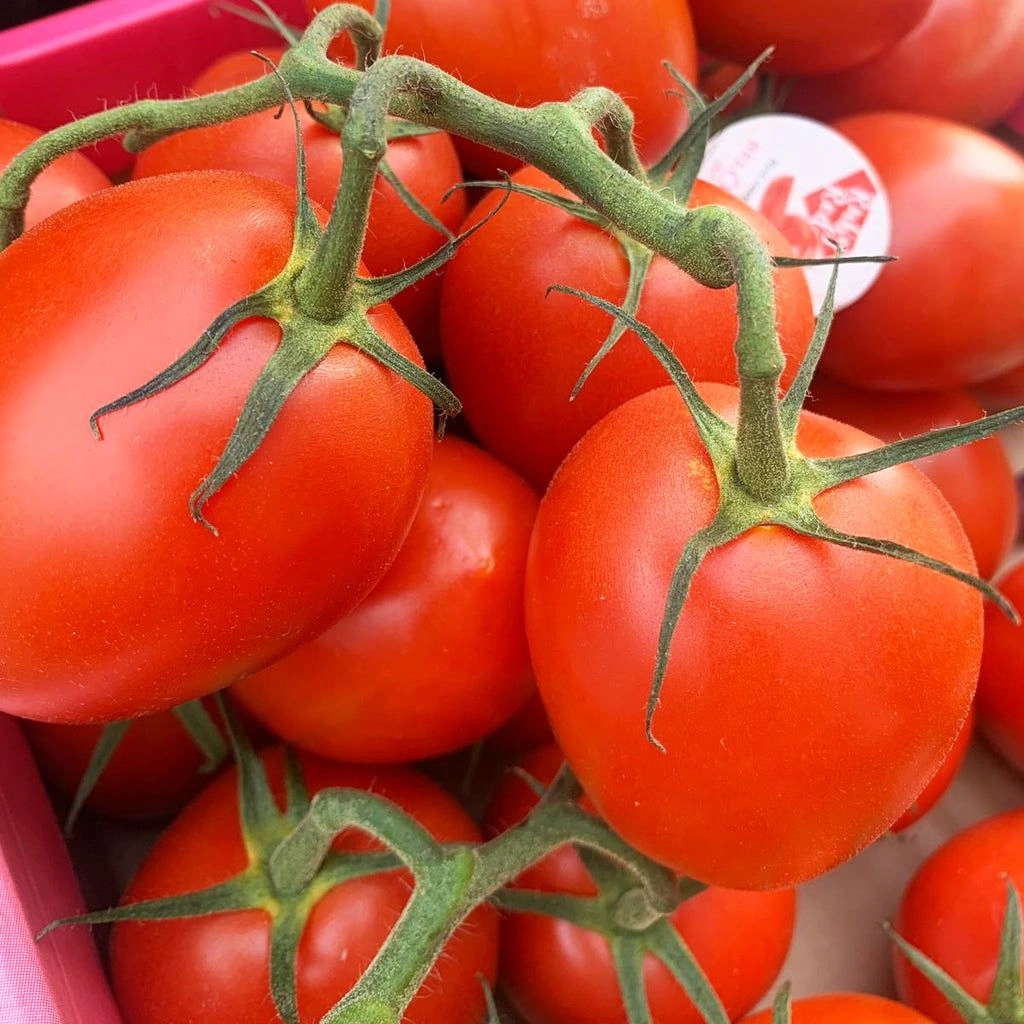 plum-vine-tomato_image