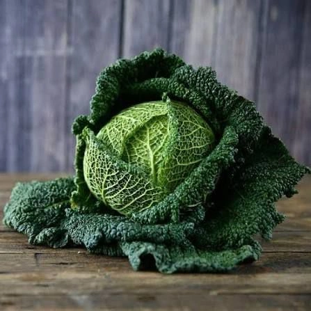 savoy-cabbage_image