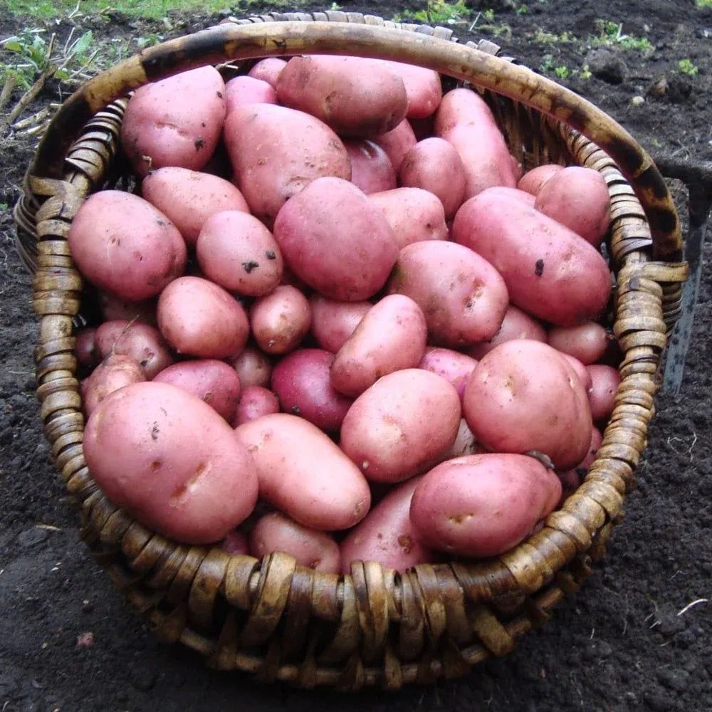 english-red-potato_image